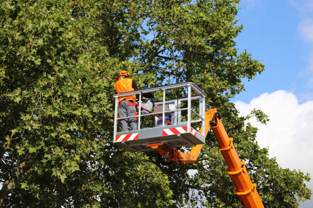 Tree Service Company in Braham, MN